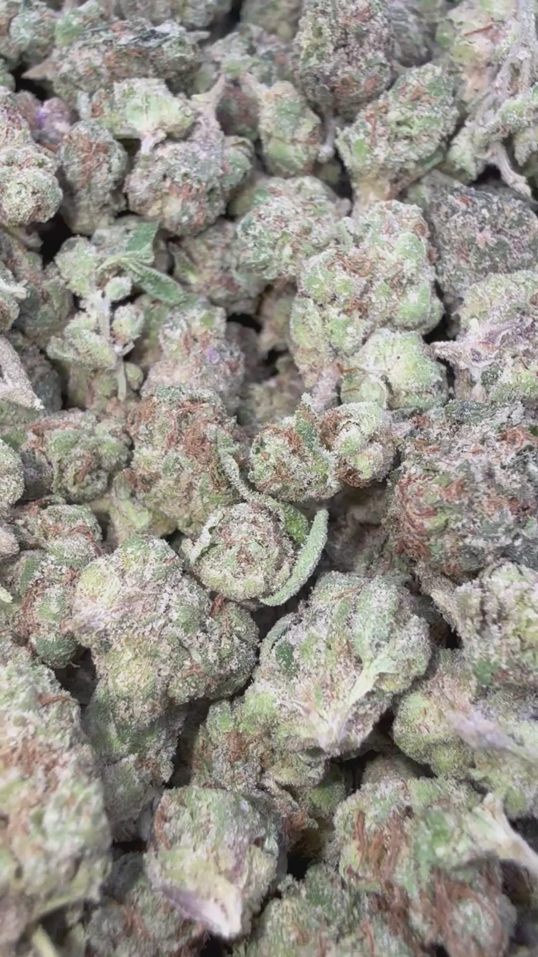 Load video: Cherry Syzurp - Bulk - Indica