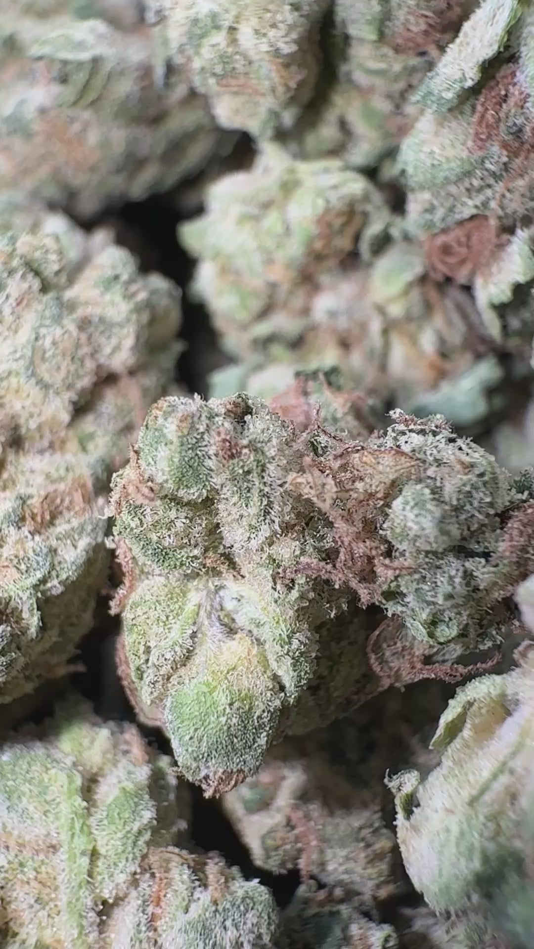 Load video: West Coast Chronic - Bulk Littles - Hybrid