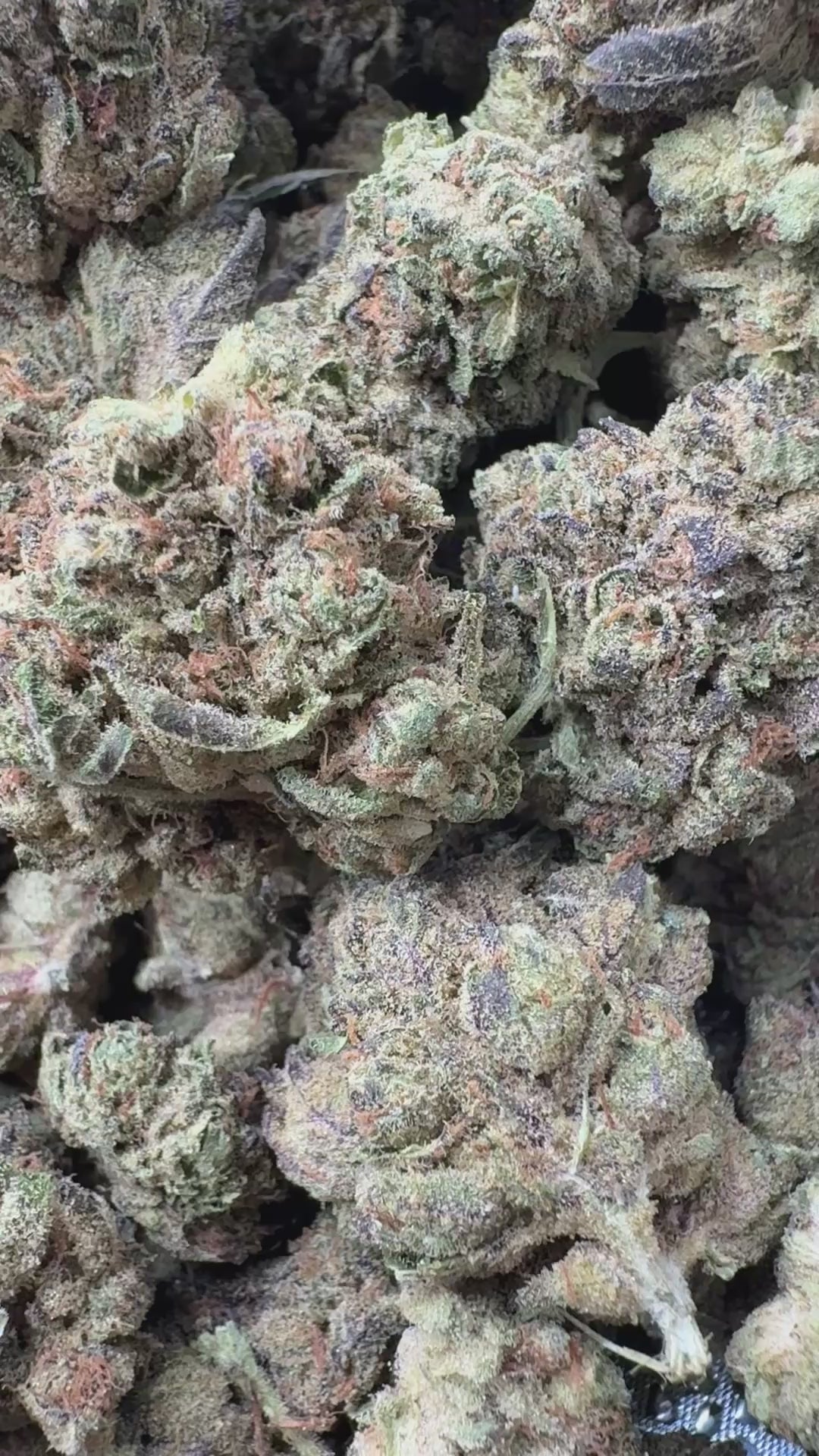 Load video: Butterscotch OG - Bulk - Indica