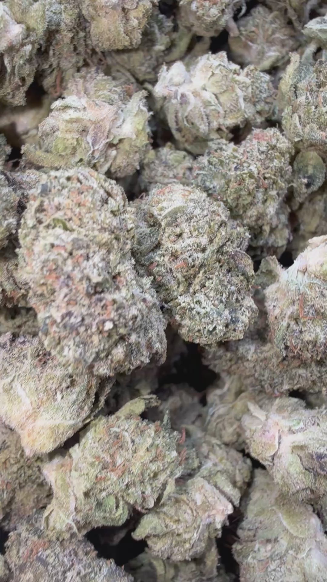 Load video: Gruntz - Bulk Littles - Indica