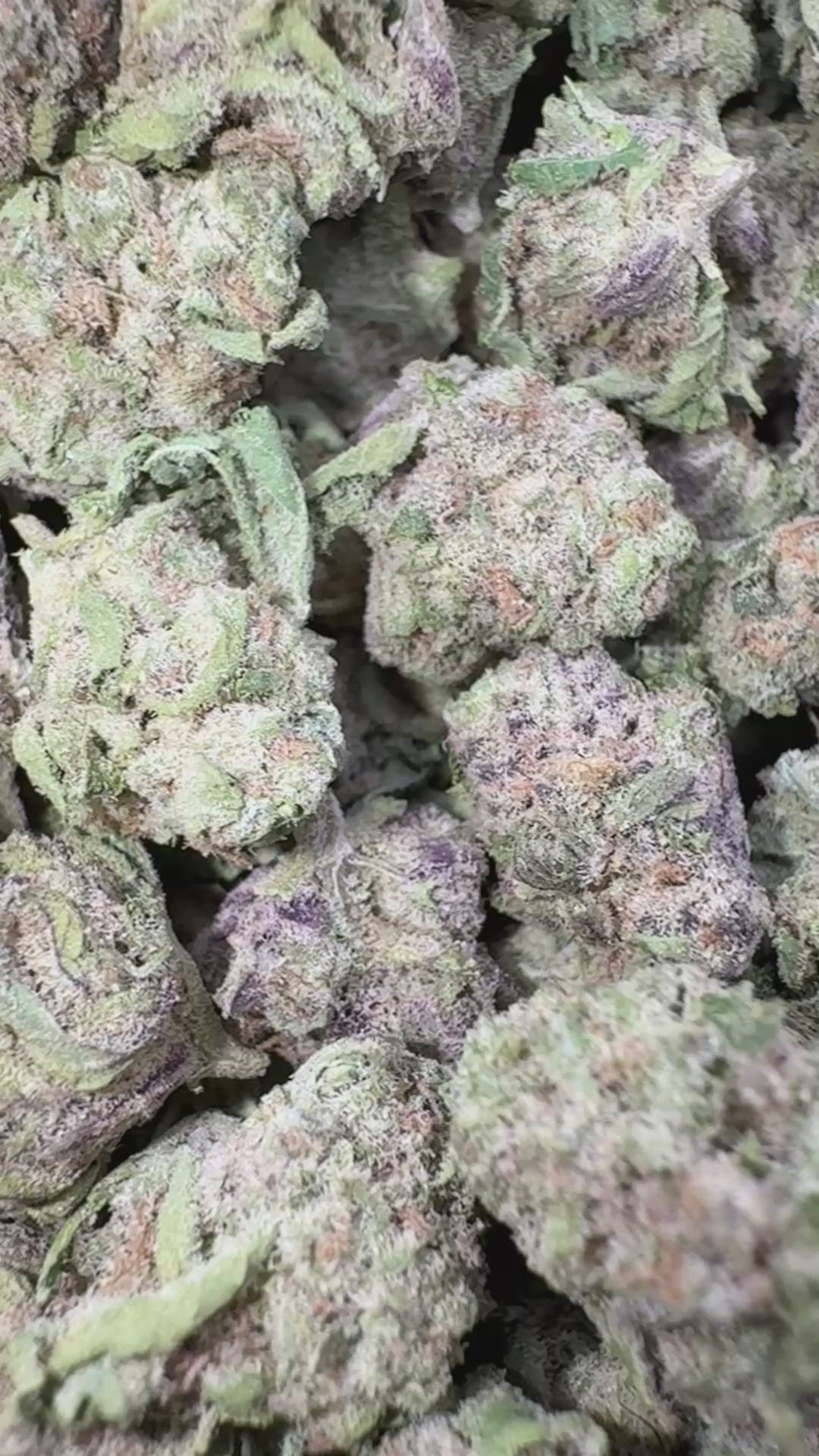 Load video: Blueberry Lemon Bars - Bulk Littles - Hybrid