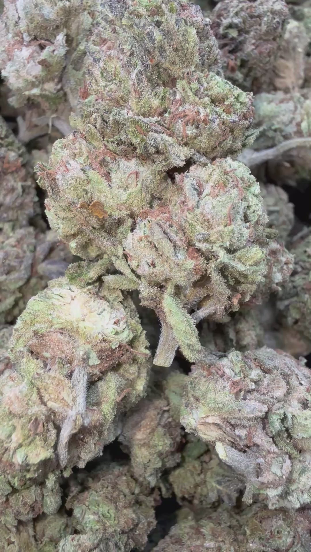 Load video: London Pound Cake 97 - Bulk - Indica