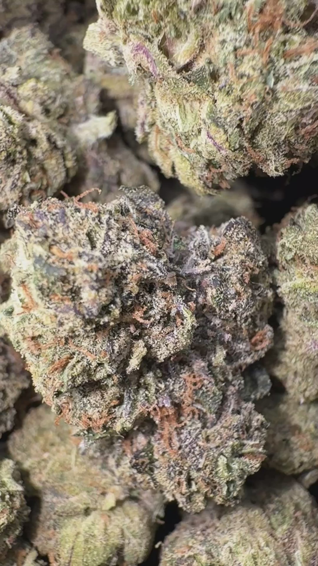 Load video: Midnight Funk - Bulk - Indica
