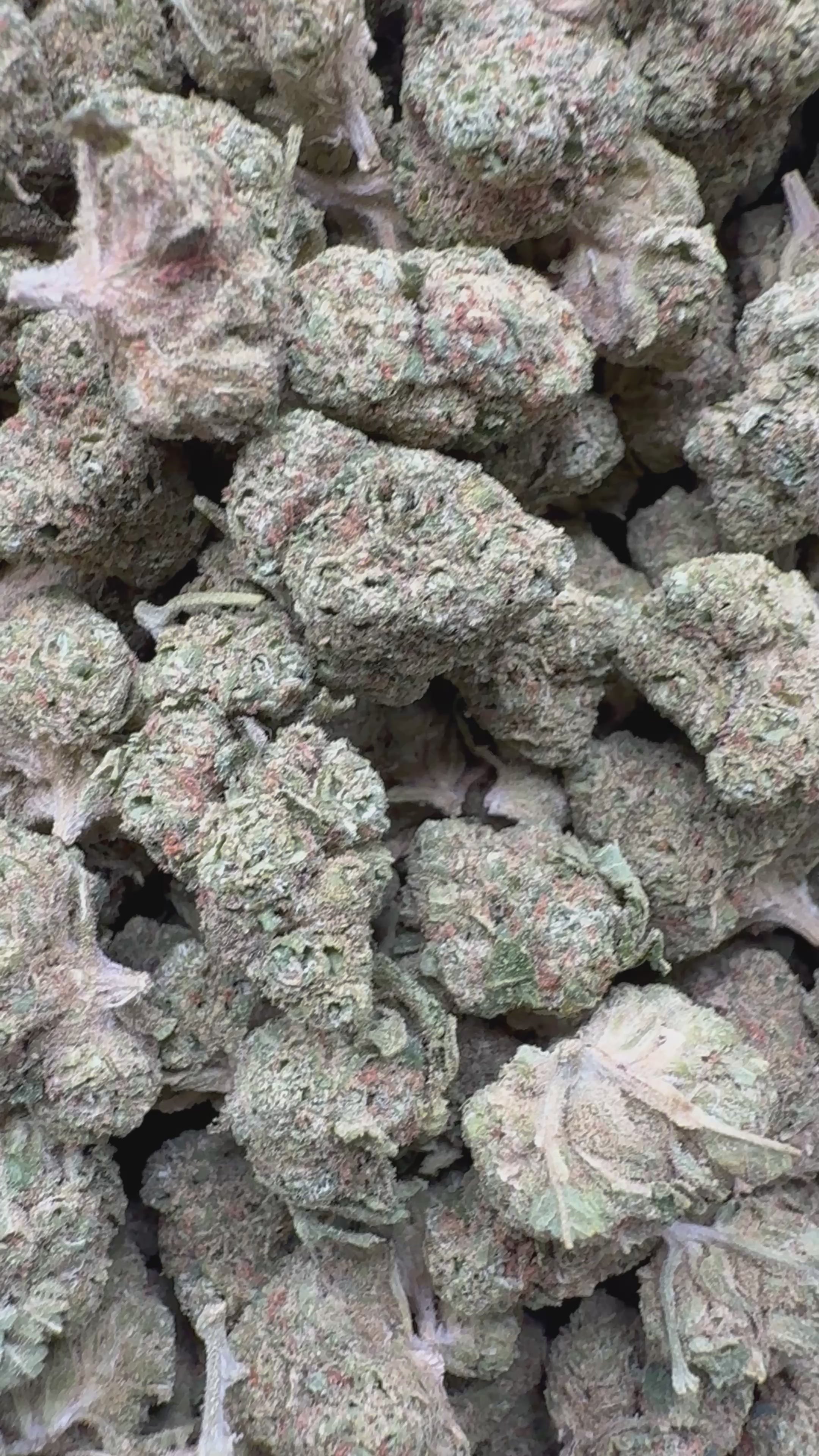 Load video: Banana Runtz Mediums - Bulk Mediums - Hybrid
