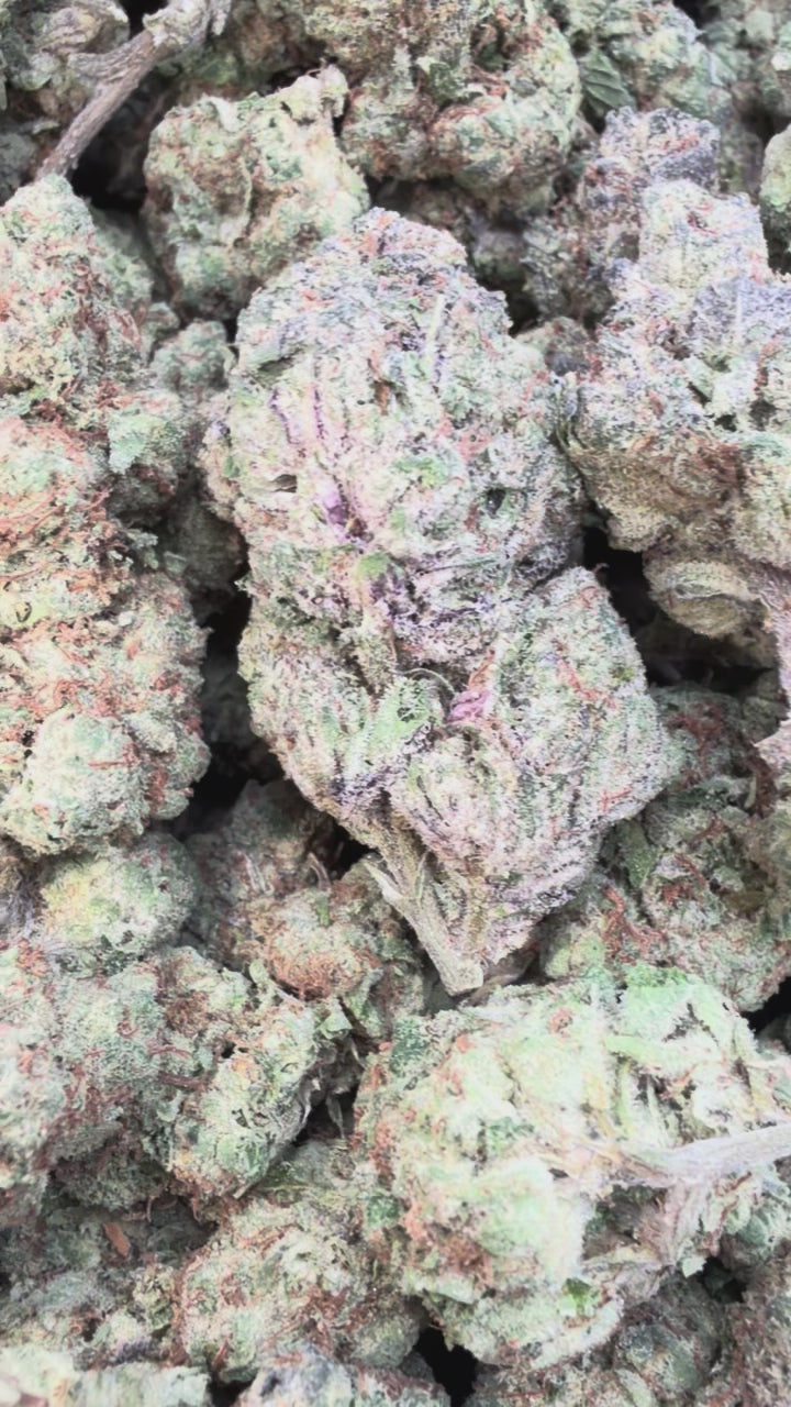 Load video: Gelato Kush Indoor - Bulk - Indica