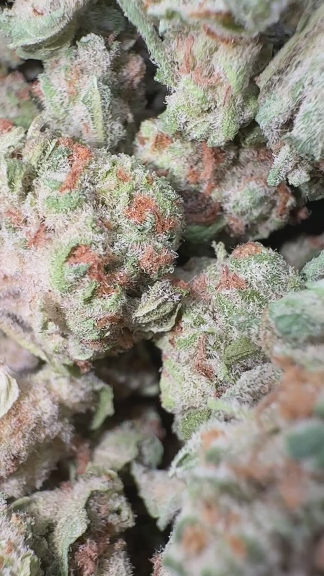 Load video: Blueberry Pancakes Littles - Bulk Littles - Hybrid