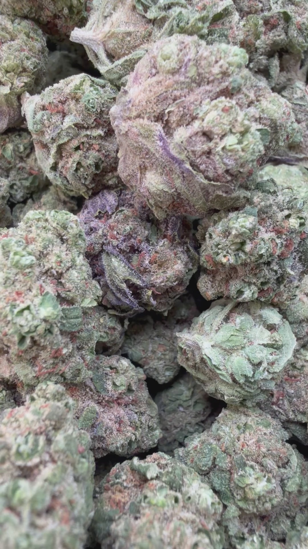 Load video: Gastro Bomb Mediums - Bulk Mediums - Indica