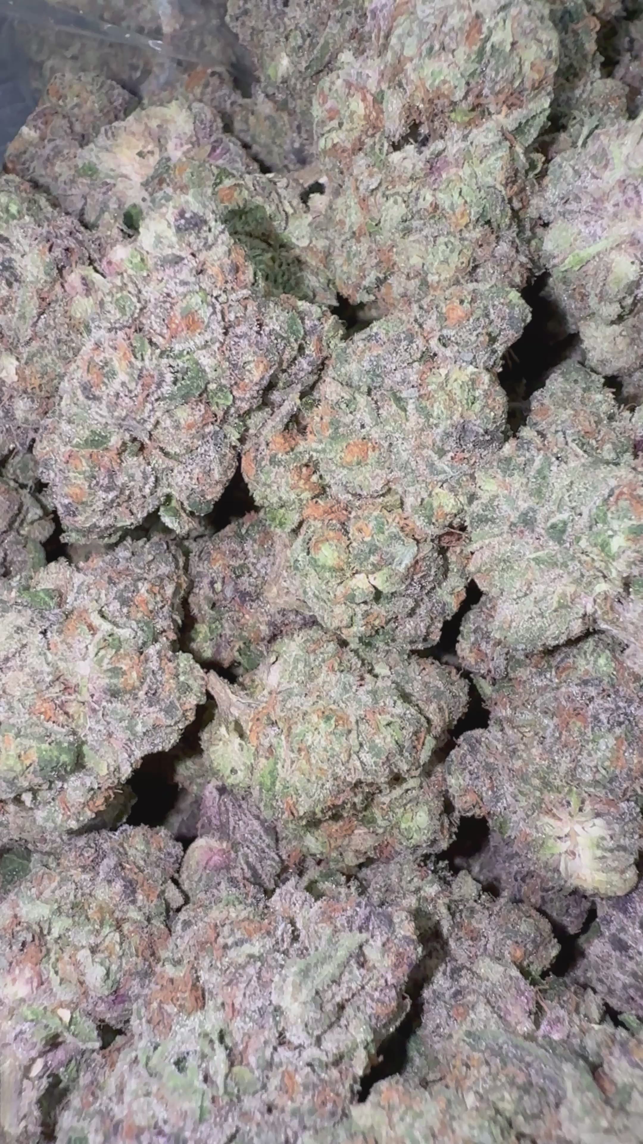 Load video: Sherbelato - Bulk - Hybrid