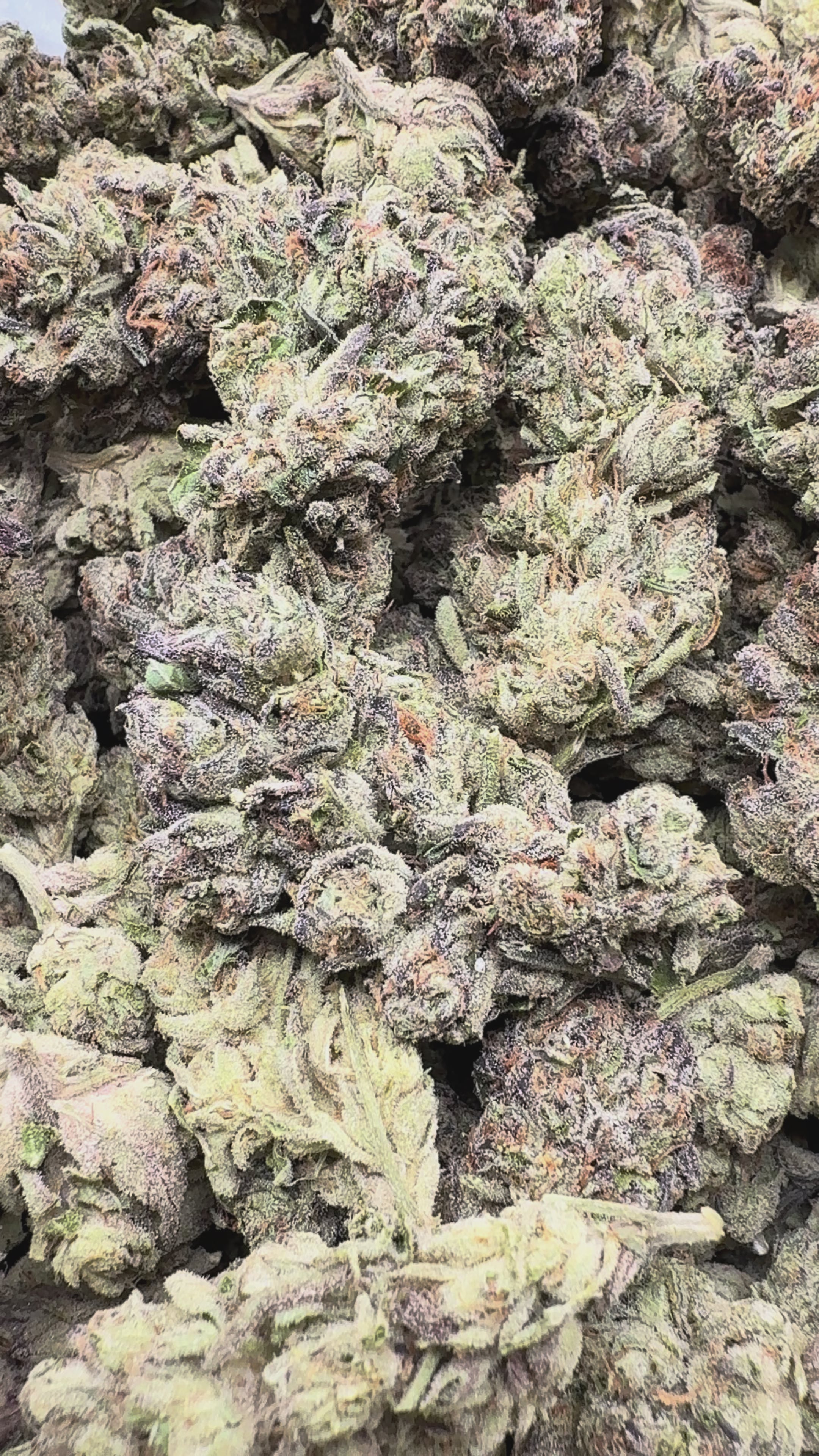 Load video: Kush Mintz - Bulk - Hybrid