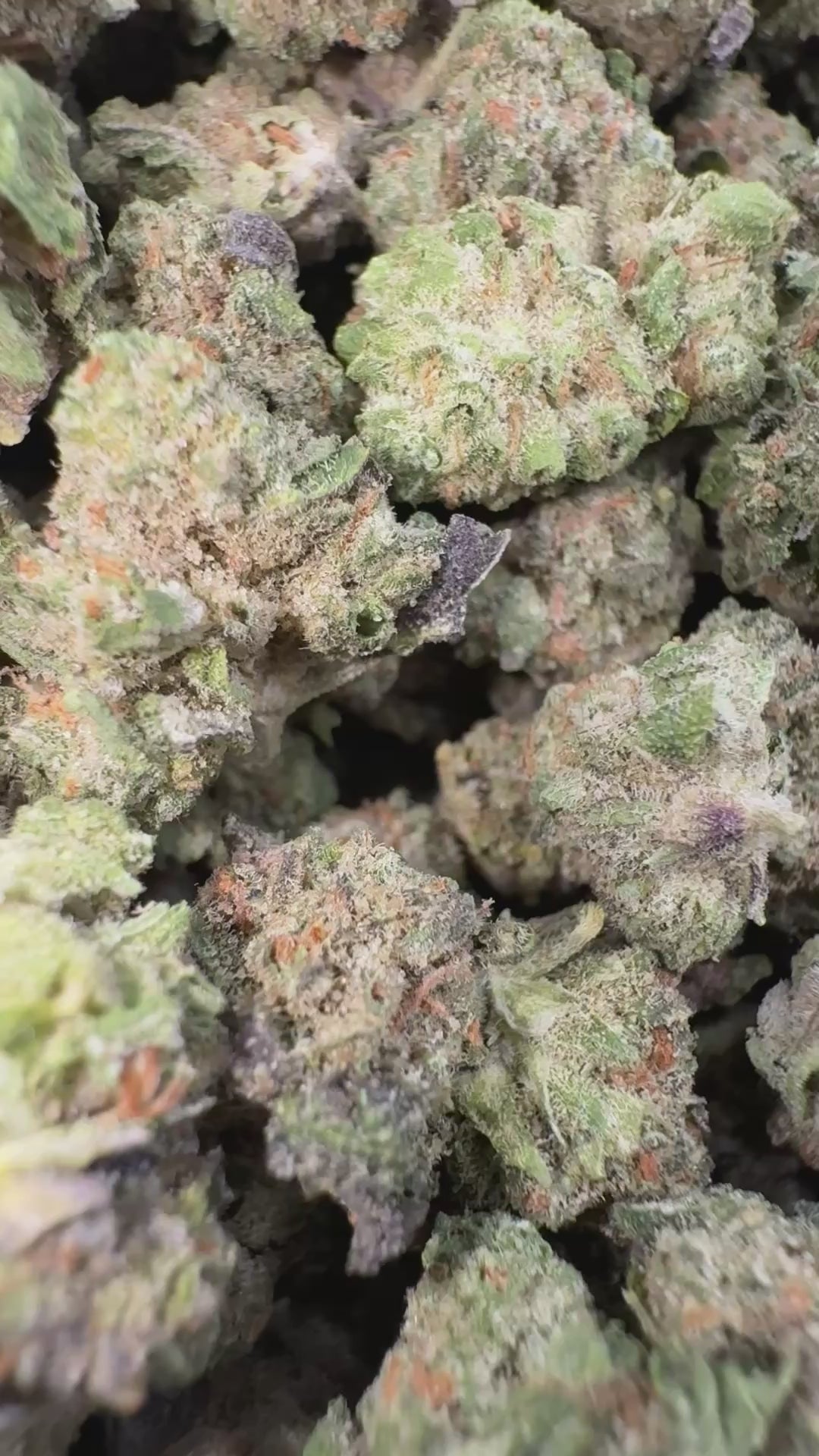 Load video: 24K Gold - Bulk Littles - Hybrid