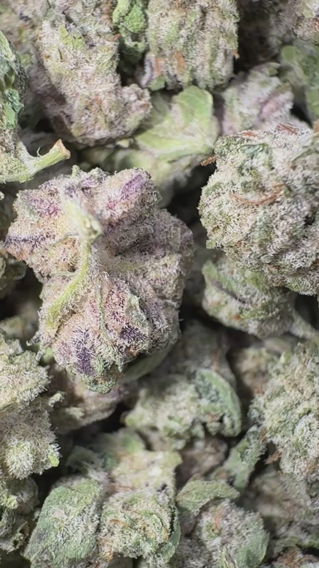 Load video: Modified Mintz - Bulk Littles - Indica