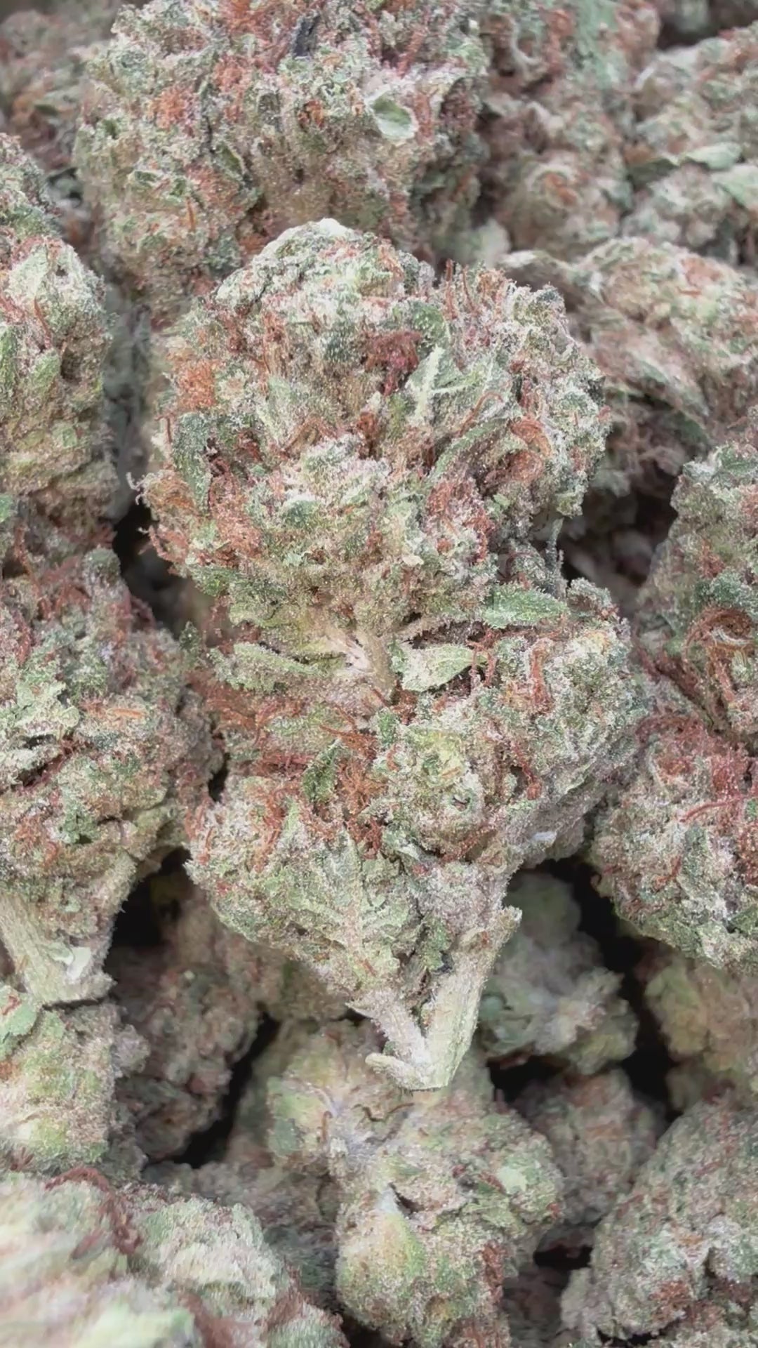 Load video: Double Cake - Bulk - Hybird