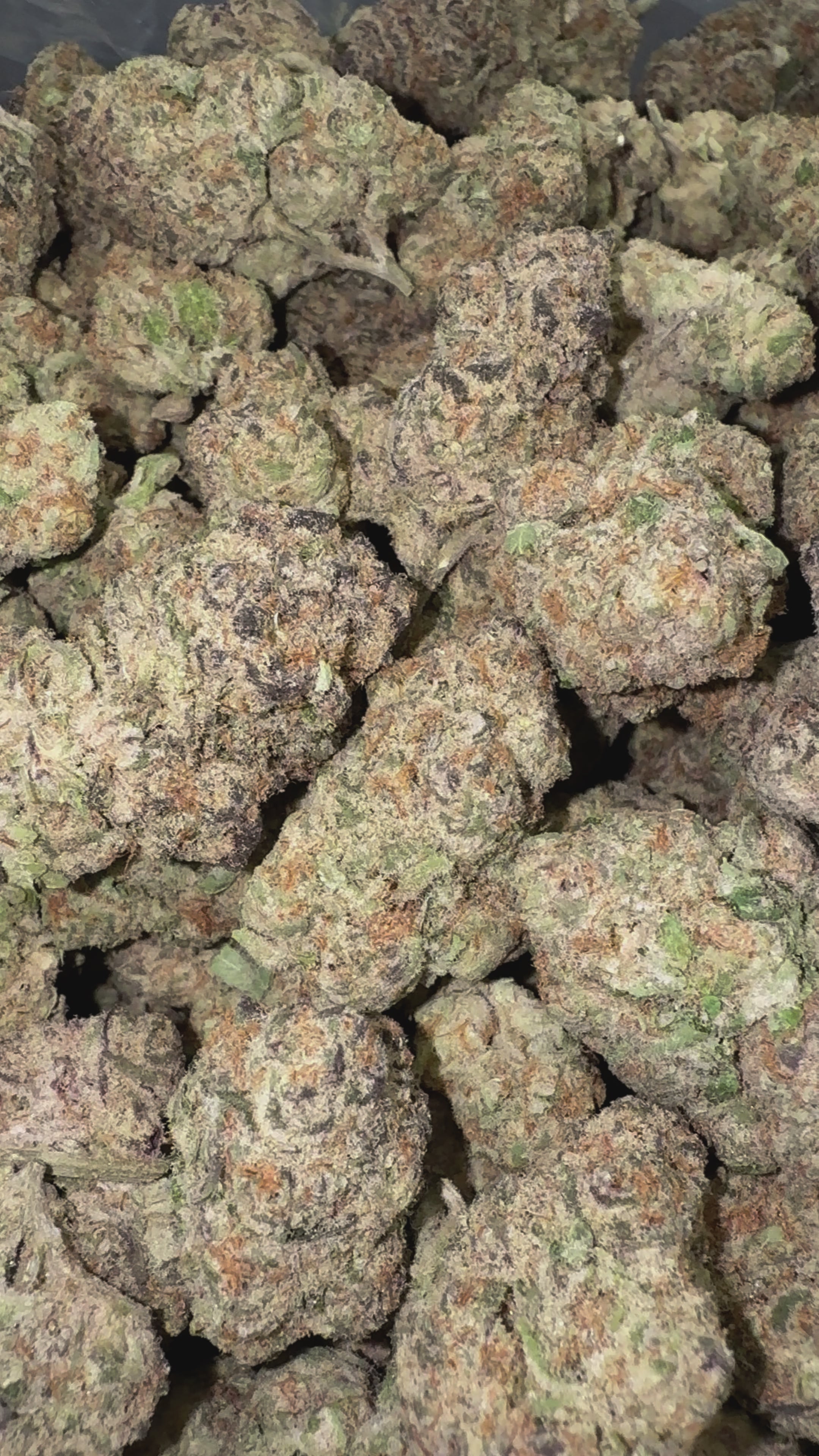 Load video: Lato Pop - Bulk- Hybrid