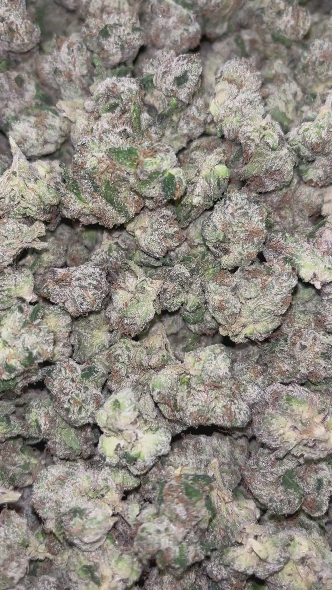 Load video: Coffin Candy - Bulk - Hybrid