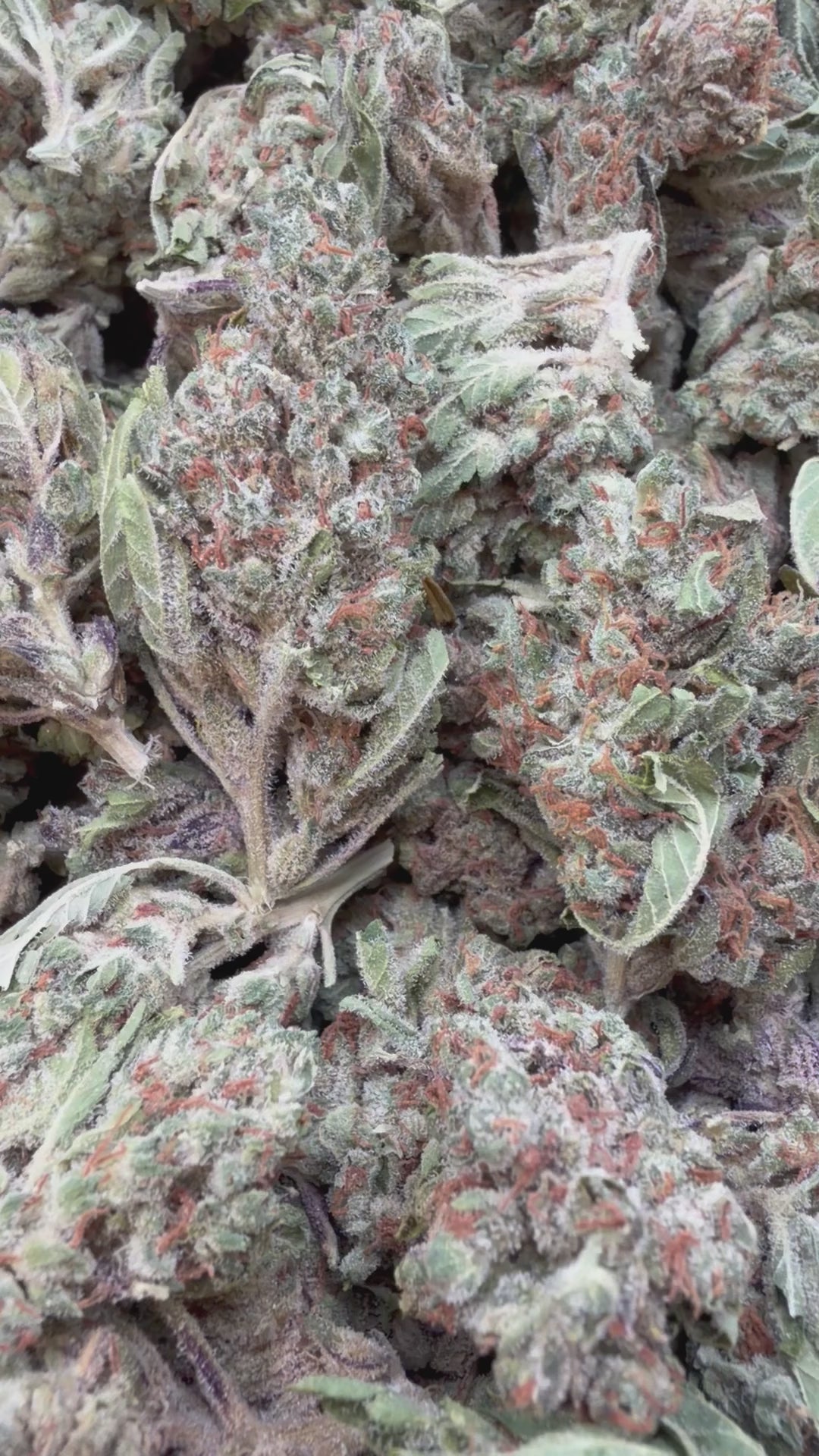 Load video: Gummibers - Bulk - Sativa