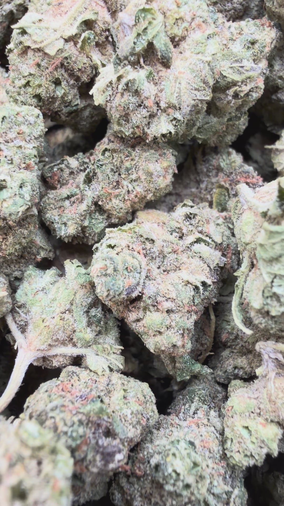 Load video: Grape Cream Cake Mediums - Bulk Mediums - Indica