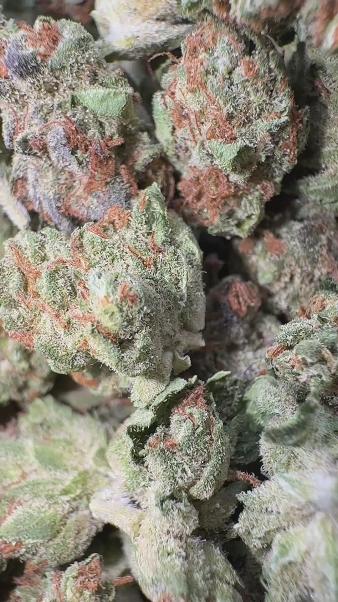 Load video: Gelato 33 - Bulk Littles - Hybrid