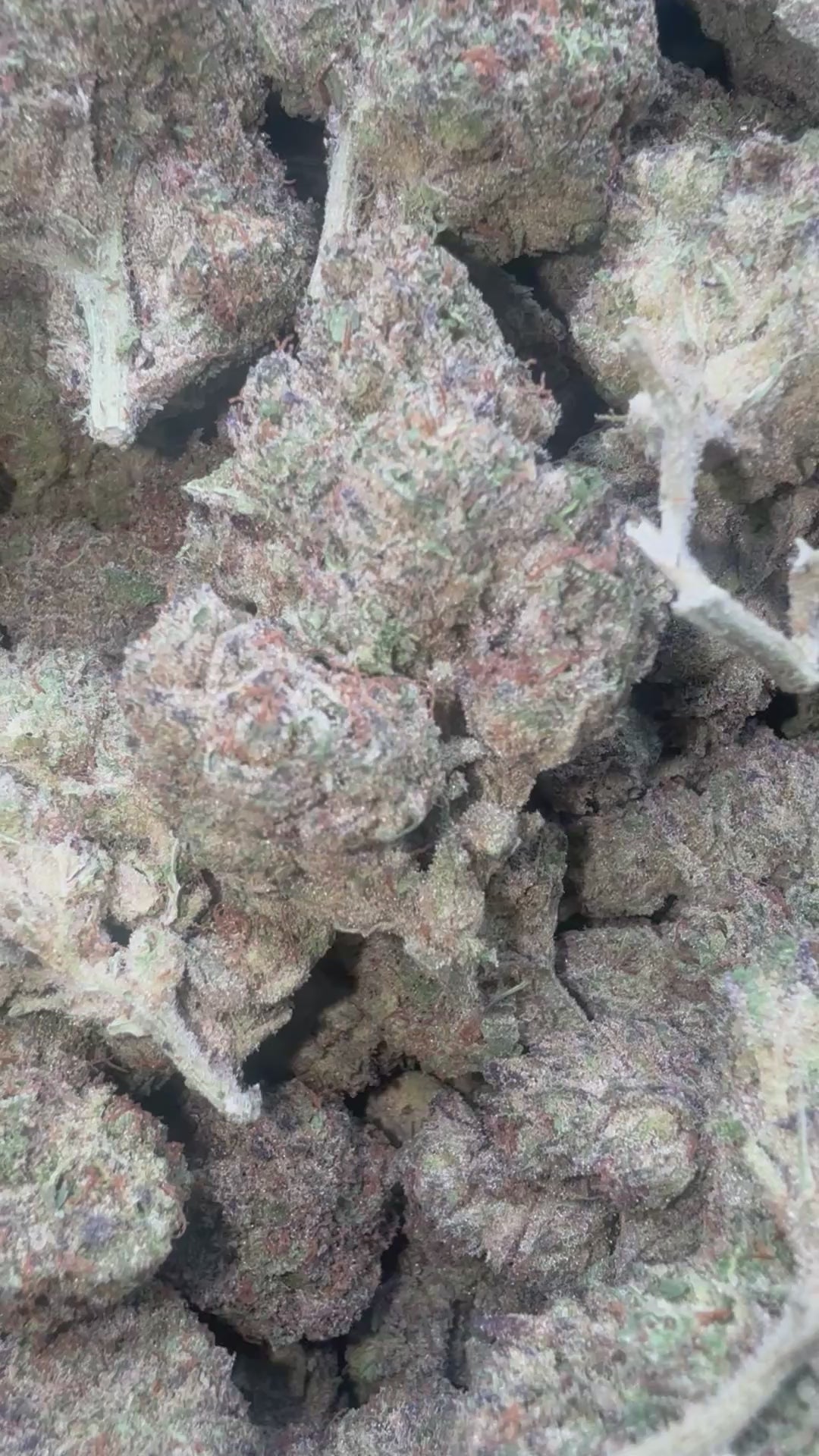 Load video: Cheesecake - Bulk - Indica