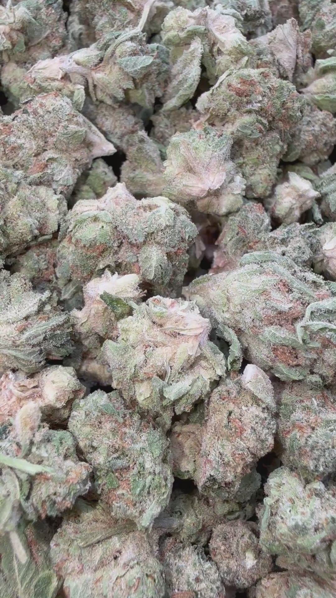 Load video: Donny Burger - Bulk Littles - Indica