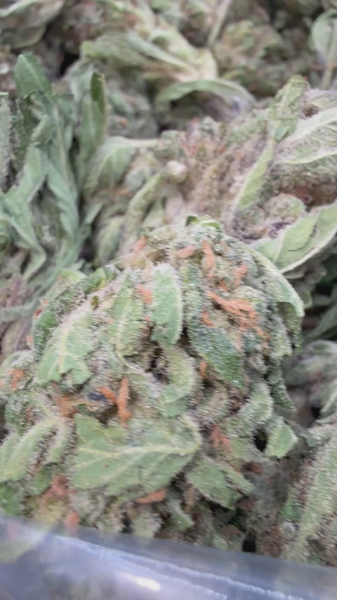 Load video: Northern LIghts - Bulk - Indica