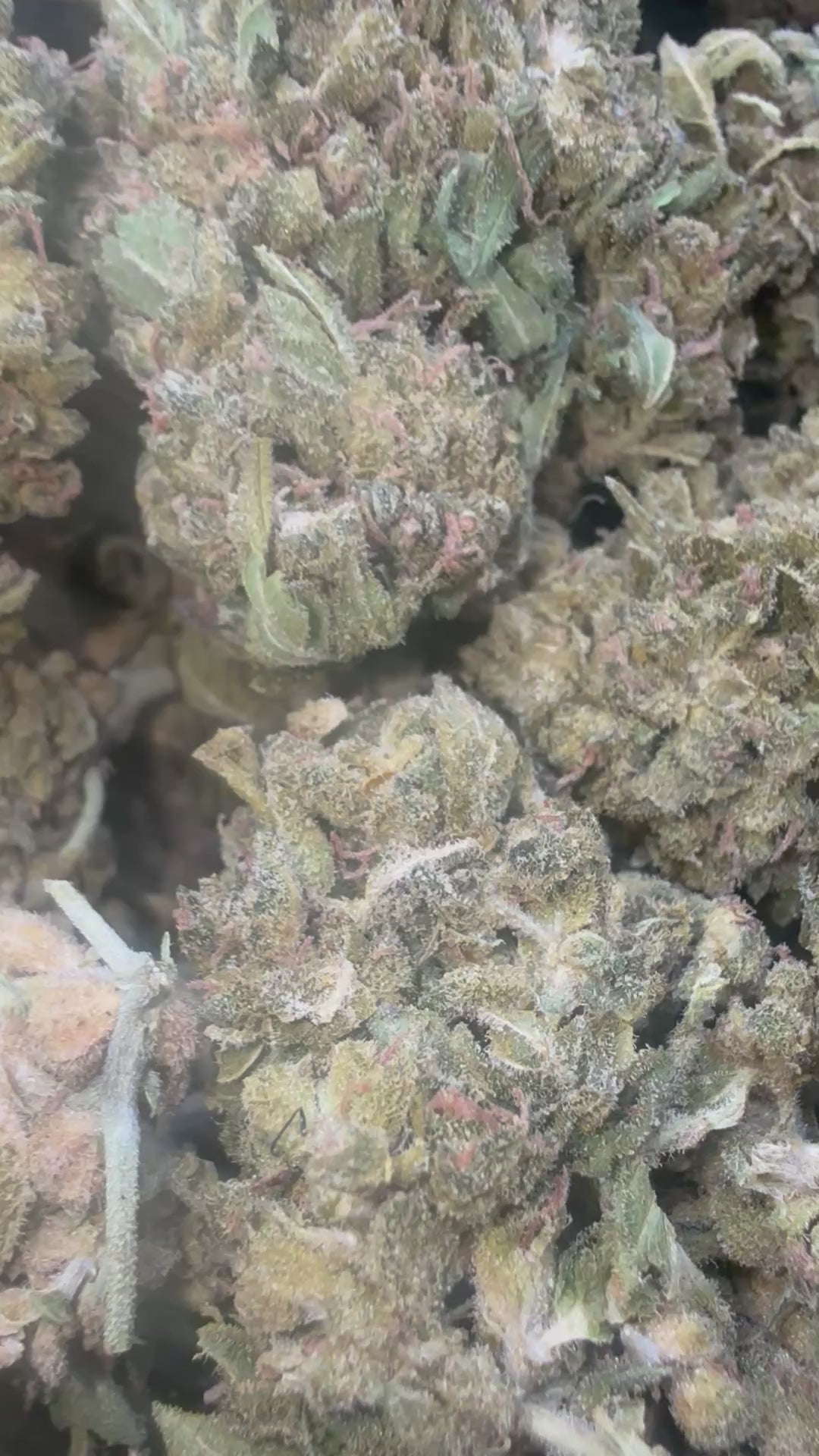 Load video: Acupulco Gold - Bulk - Sativa