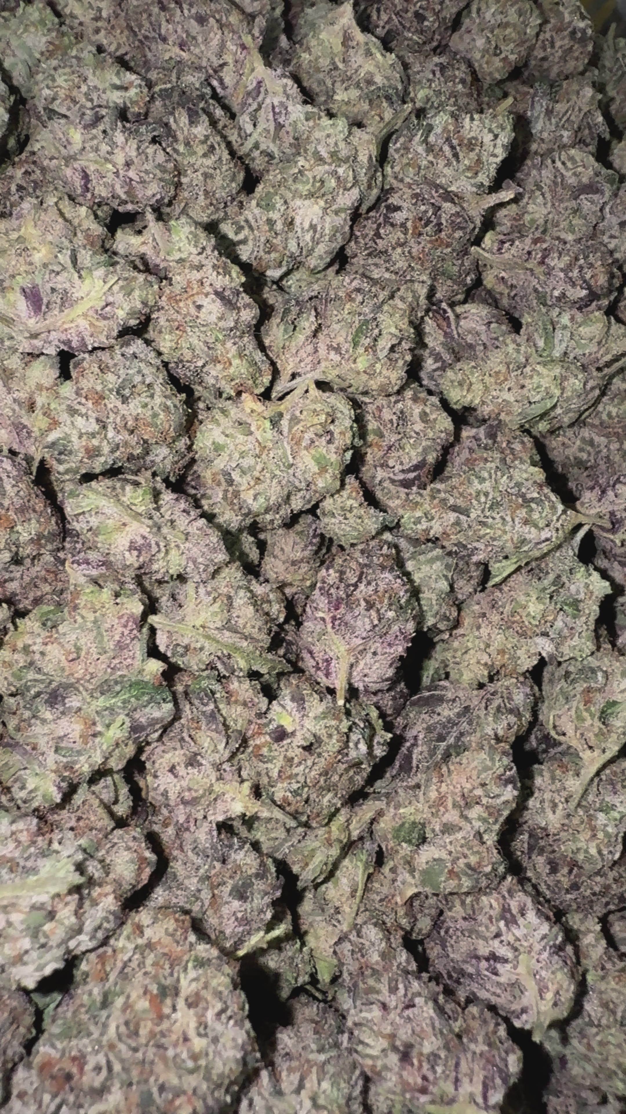 Load video: Coffin Candy - Bulk - Hybrid