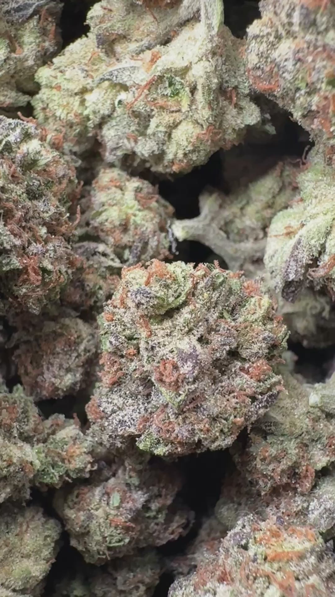 Load video: Wedding Crasher - Bulk - Hybrid