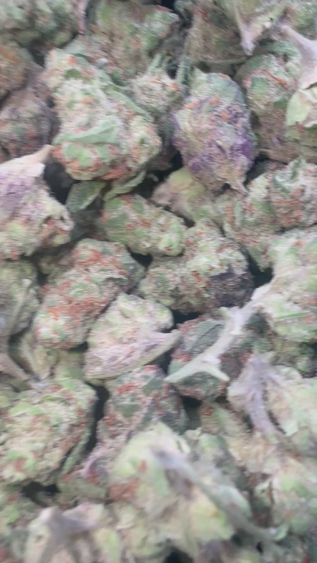 Load video: Hella Jelly - Bulk Littles - Sativa