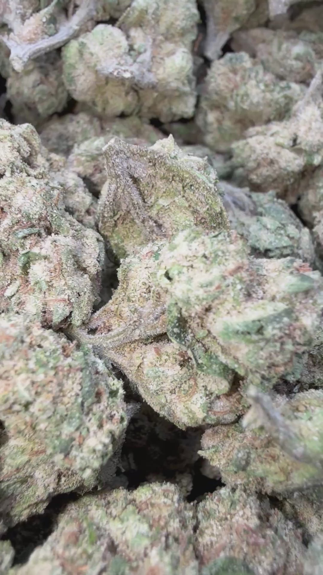 Load video: Frozen Peaches - Bulk - Hybrid