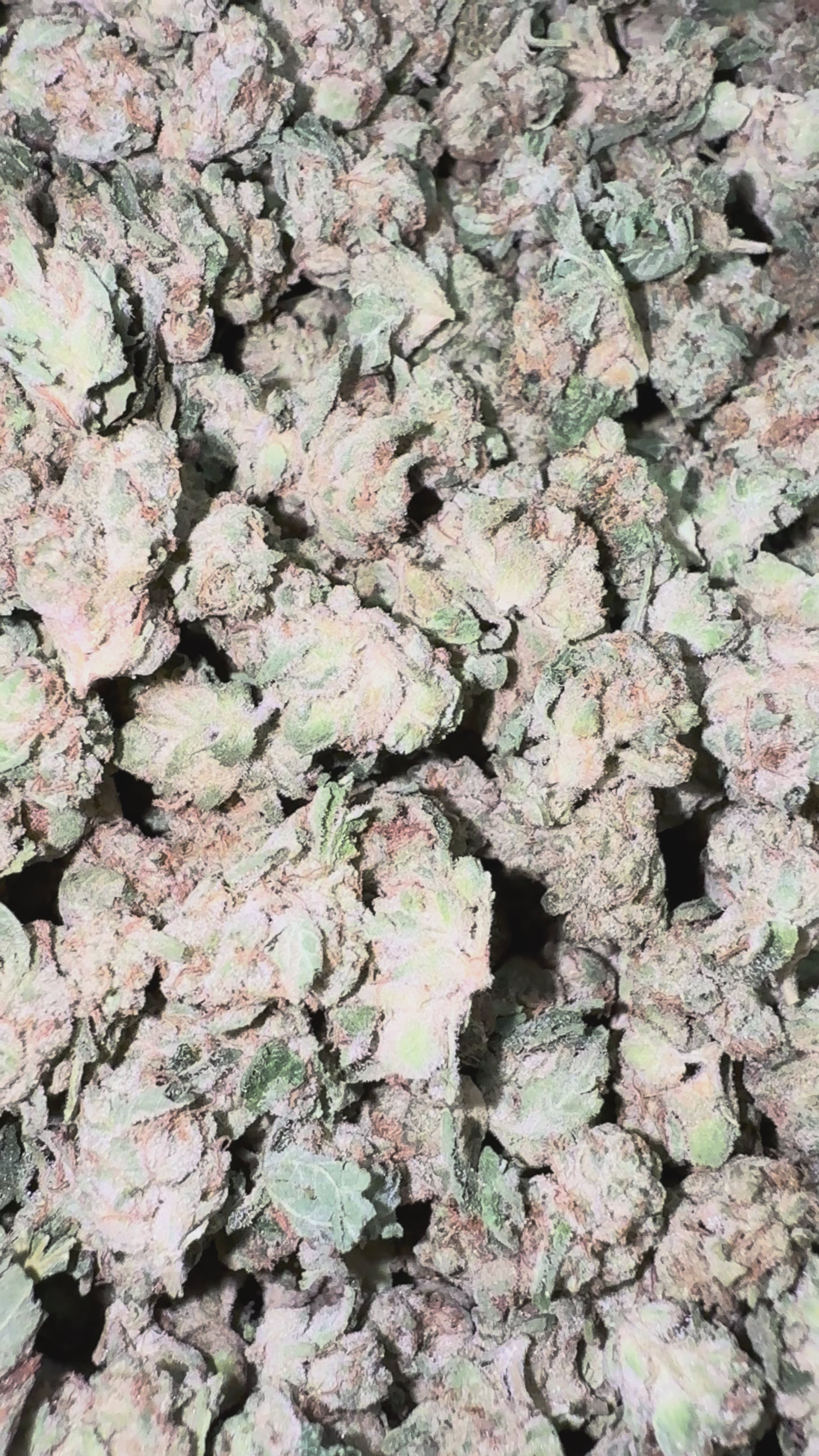 Load video: Wedding Cake - Bulk Littles - Hybrid