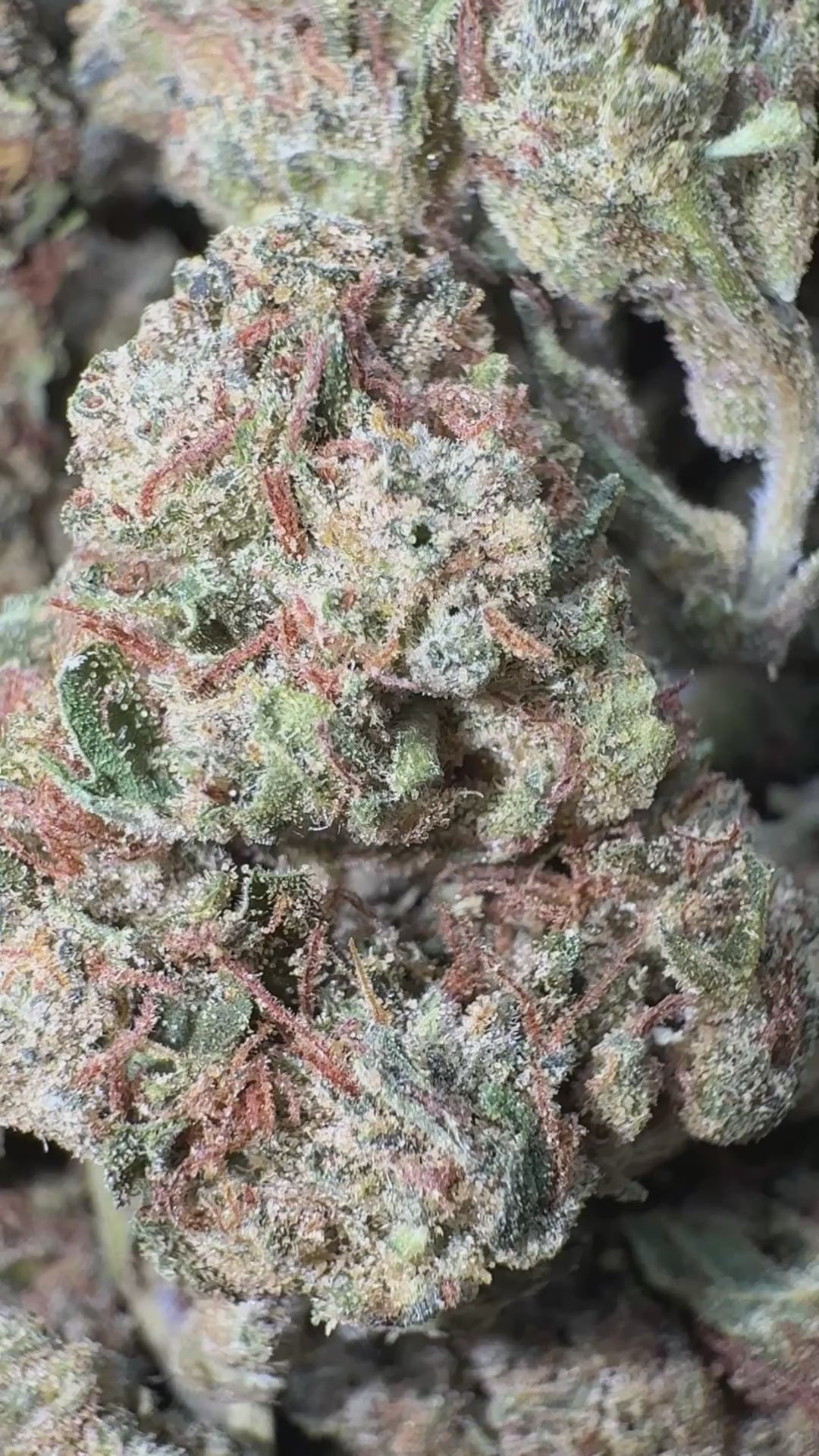 Load video: Motor Breath - Bulk - Indica