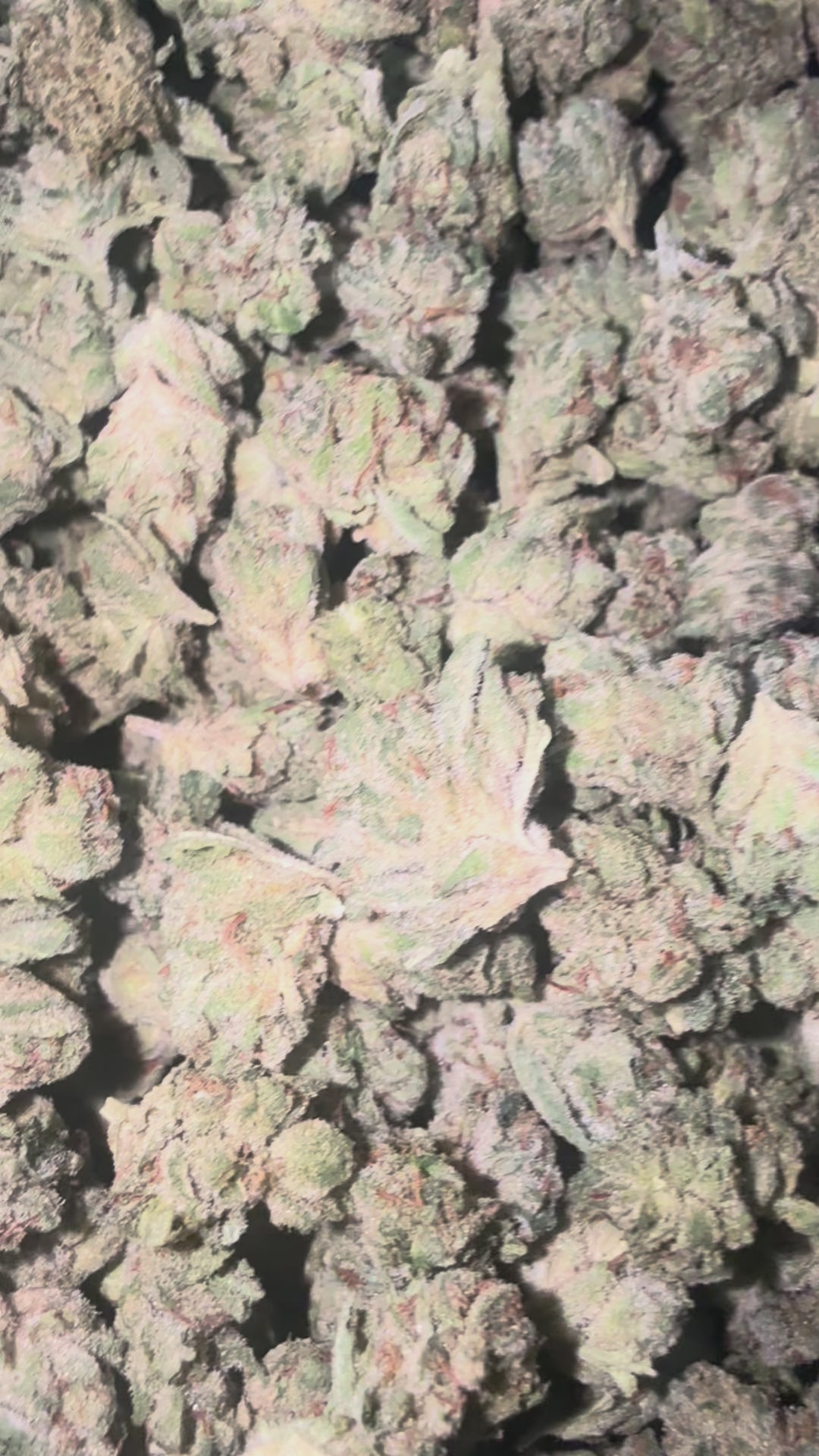 Load video: Gorilla Glue - Bulk Littles - Indica